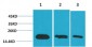 Survivin Monoclonal Antibody(Mix)