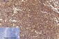 Survivin Monoclonal Antibody(Mix)