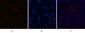 p70 S6 kinase α Polyclonal Antibody