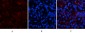 p70 S6 kinase α Polyclonal Antibody