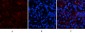 p70 S6 kinase α Polyclonal Antibody