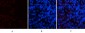 p70 S6 kinase α Polyclonal Antibody