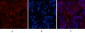 MICU1 Monoclonal Antibody(Mix)