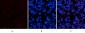 Active Caspase-3 Monoclonal Antibody(5E1)