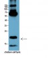 Active Caspase-3 Monoclonal Antibody(5E1)