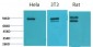 Stat1 Polyclonal Antibody