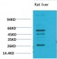 TGFβ1 Polyclonal Antibody