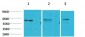 PPAR-γ Polyclonal Antibody