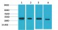 AMPKβ2 Polyclonal Antibody