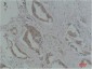 p21 Polyclonal Antibody