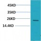 Crystallin-αC Polyclonal Antibody