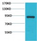Stat4 Polyclonal Antibody