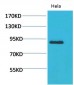 Stat4 Polyclonal Antibody