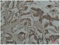 Cyclin B1 Polyclonal Antibody