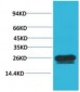 Cyclin B1 Polyclonal Antibody