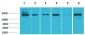 STAT5b Polyclonal Antibody