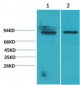 STAT5a Polyclonal Antibody