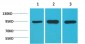 HSP90 α Monoclonal Antibody(1F6)