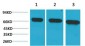 HSC70 Monoclonal Antibody(6C7)