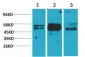 Flotillin-2 Polyclonal Antibody