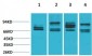 Nrf2 Polyclonal Antibody