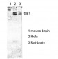 BAI1 Polyclonal Antibody