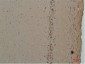 CABP Polyclonal Antibody