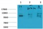 Glutamate Receptor 1 Polyclonal Antibody