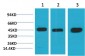 MEK2 Monoclonal Antibody(2C3)