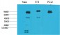 STAT3 Monoclonal Antibody(1E3)