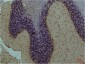 STAT3 Monoclonal Antibody(1E3)