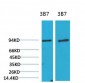 PI3 Kinase P85α Monoclonal Antibody(3B7)