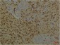 PI3 Kinase P85α Monoclonal Antibody(3B7)