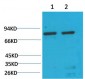 GRP78/Bip Monoclonal Antibody(10C9)