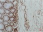 GRP78/Bip Monoclonal Antibody(10C9)