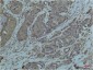 GRP78/Bip Monoclonal Antibody(10C9)