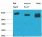 STAT3 Monoclonal Antibody(3F4)