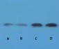 STAT3 Monoclonal Antibody(3F4)