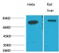 GRP78/Bip Monoclonal Antibody(8G3)