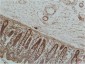GRP78/Bip Monoclonal Antibody(8G3)