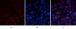 Cyclophilin B Monoclonal Antibody(2B10)