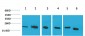 Cyclophilin B Monoclonal Antibody(1B3)