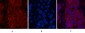 α-tubulin (Acetyl Lys40) Monoclonal Antibody(4A8)