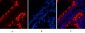 α-tubulin (Acetyl Lys40) Monoclonal Antibody(4A8)