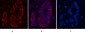 IκB β Monoclonal Antibody(1F3)