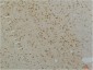 Cav1.2 Polyclonal Antibody