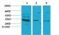 CNTF Polyclonal Antibody