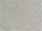 Connexin-26 Polyclonal Antibody