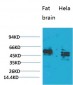 CXCR4 Polyclonal Antibody