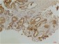 Endothelin B Receptor Polyclonal Antibody